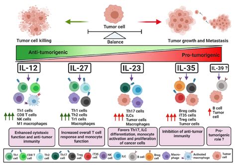 IL 12先天性免疫 Innate immunity和 获得性免疫 adaptive immunity中的端水大师 公司新闻 丁香通