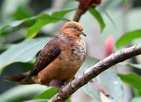 Boasting room service, this property also provides guests with a terrace. The Life Journey in Photography: Little Cuckoo Dove ...