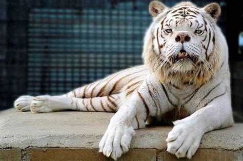 This Is Why Ligers Tigons And Other Tigerlion Hybrids Shouldnt Be