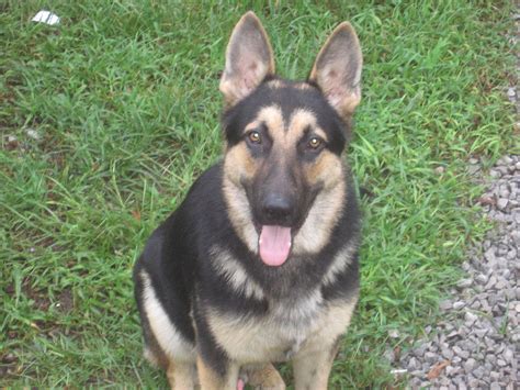 I don't really care if his ears stand up although i love the look of shepherds with stand. German Shepherd Ears | Devonlava's Weblog