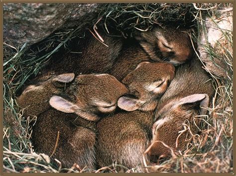 Pin By Caitlin Marjoram On Kingdom Animalia Sleeping Animals