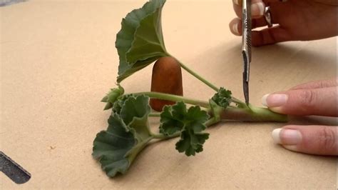 How To Take Pelargonium Geranium Cuttings Its Easy