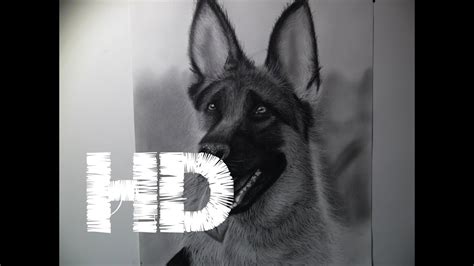 Drawing A Photorealistic German Shepered Speed Drawing Youtube