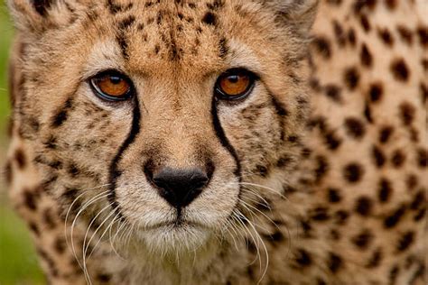 Royalty Free Cheetah Print Pictures Images And Stock Photos Istock