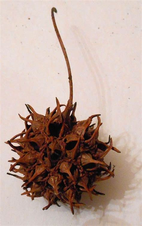 Sweet Gum Tree Spiky Ball Seed Pods Dried Crafts Dangerous Mulch
