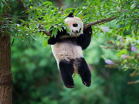 Photos 2 Pandas Celebrate Birthday A World Apart Komo