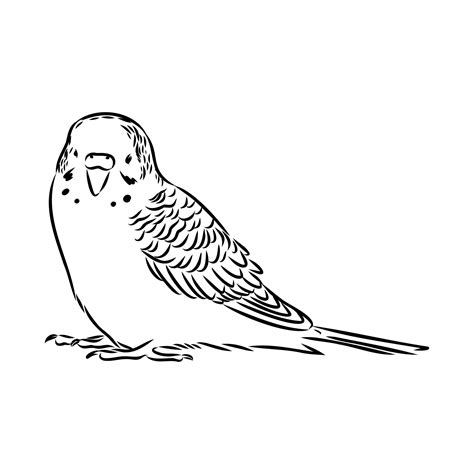 Budgie Vector Sketch 7311799 Vector Art At Vecteezy