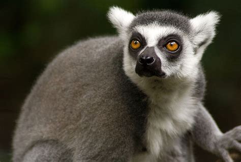 Lemur Monkey Common In Madagascar Image Free Stock Photo Public