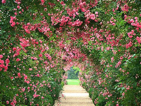 Free Download English Rose Garden Wallpaper Rose Garden Wa 1024x768