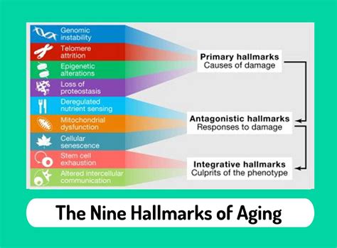 The Nine Hallmarks Of Aging Mevrstudio Mevrstudio Health Aesthetic