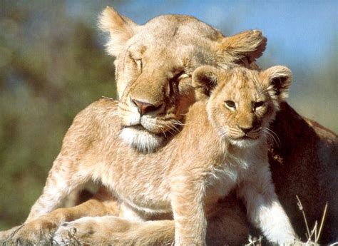 African Lion Panthera Leo 아프리카사자 모자 Mother And Baby Image Only