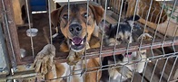 Hunderettung Europa: Wir gründen einen eigenen Tierschutzverein