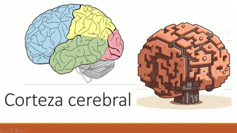 Neuroanatom A Y Fisiolog A De La Corteza Cerebral Youtube