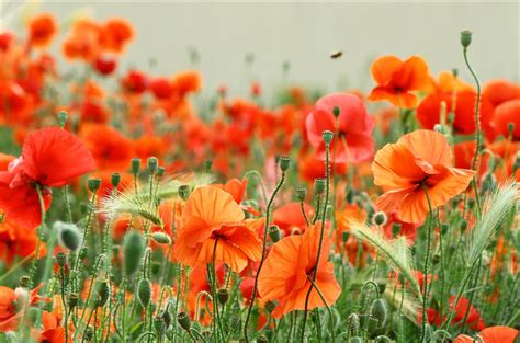 Poppy 4k Ultra Hd Wallpaper Background Image 4602x3042 Id852395