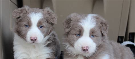 Border Collie Pups For Sale Near Me Bleumoonproductions
