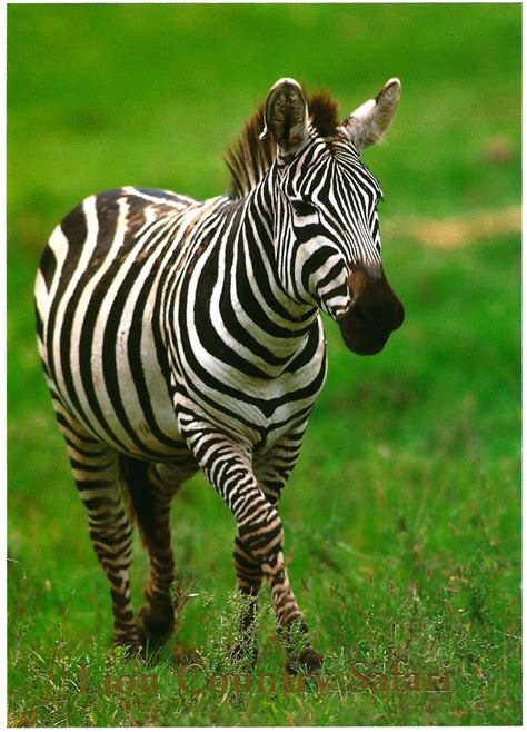 My Favorite Animal Postcards: Zebra from Lion Country Safari, Florida