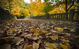Feuilles mortes, fond d'écran d'automne . Autumn leaves
