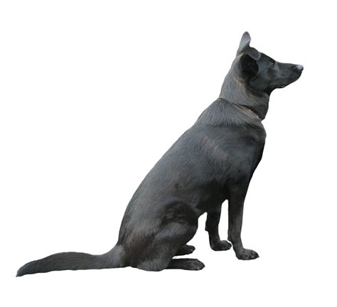 Black Dog Png Pic Png All