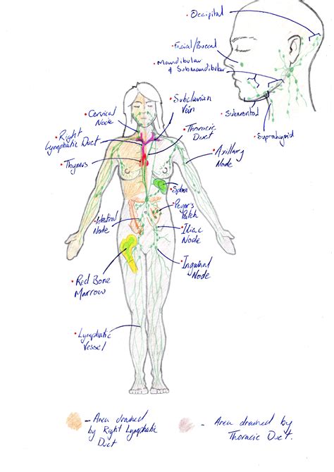 Faprs Licensed For Non Commercial Use Only Lymphatics Gross Anatomy