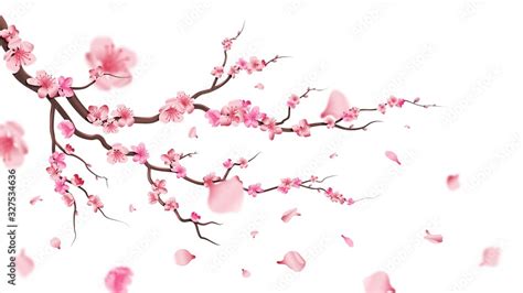 Sakura Blossom Branch Falling Petals Flowers Isolated Flying Realistic Japanese Pink Cherry