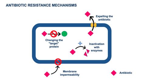 Why Do Bacterial Resistances Appear Antibiotic Resistance Mechanisms