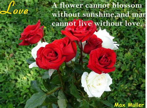 Quotes About Rose Flower 57 Quotes