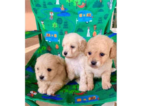 I only sell my puppies locally and in person. Cute Maltipoo puppies looking for a great home in Phoenix ...