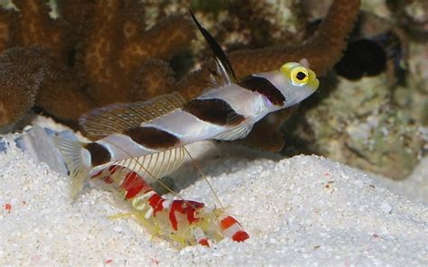 Hi Fin Red Banded Goby Frag Box Corals