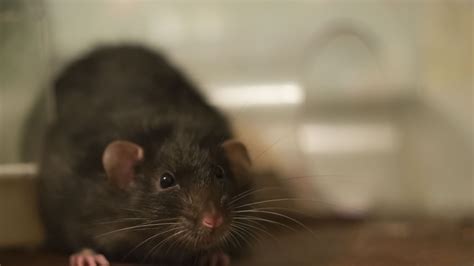 Huge Ultra Rats Set To Invade Britains Homes After Bumper Breeding