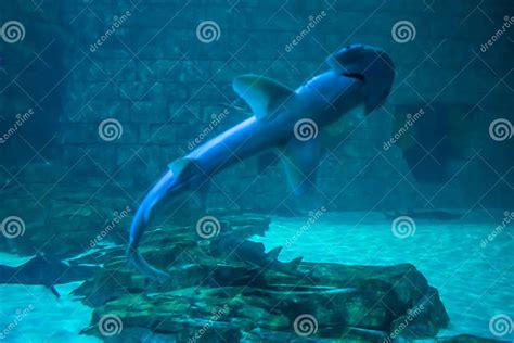 Shark And Manta Rays In Aquarium At Seaworld 2 Editorial Stock Photo