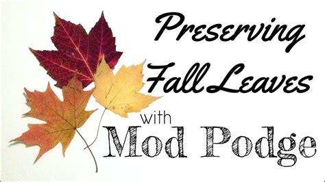 Maybe you would like to learn more about one of these? Preserving Pressed Leaves with Mod Podge #FallHOA - YouTube