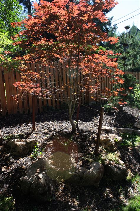 Maybe you would like to learn more about one of these? Bloodgood Japanese Maple (Landscape designed & installed by Seasonal Gardens, Omaha NE ...