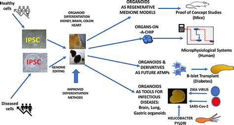 Frontiers Ipsc Derived Organoids As Therapeutic Models In