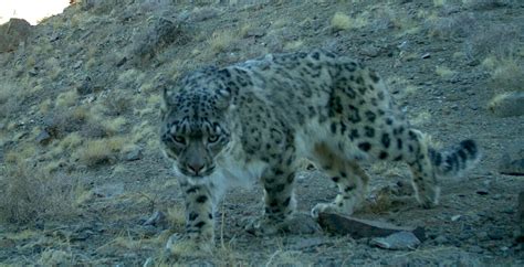Snow Leopards Confirmed In Mongolias Khorkh Mountains For