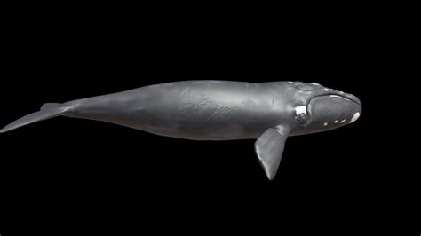 whales a 3d model collection by denyspogomiy denyspogomiy sketchfab