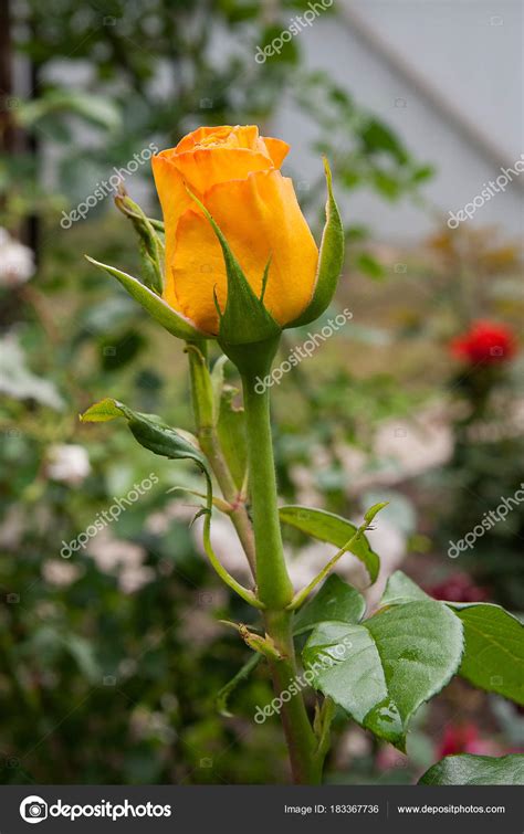 Top 999 Natural Yellow Rose Images Amazing Collection Natural Yellow