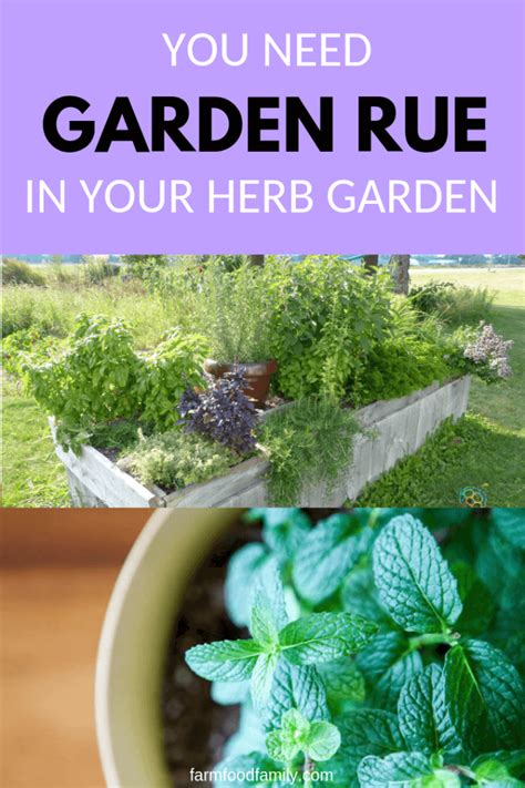 Rue Herb How To Grow And Care For Rue Plants