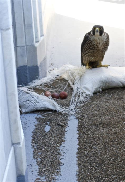 Baby Falcon Flies Off Berkeleys Campanile For First Time East Bay Times