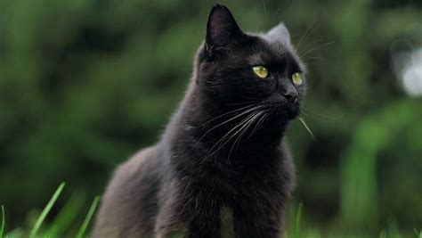 Arranca Campaña Para Evitar Sacrificio De Gatos Negros En Halloween