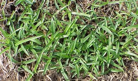 Texas Weeds 13 Most Common Types And How To Get Rid Of Them Gardeningvibe