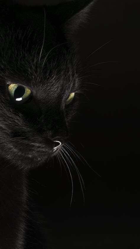 Top Black Cat Wallpaper Fayrouzy Com