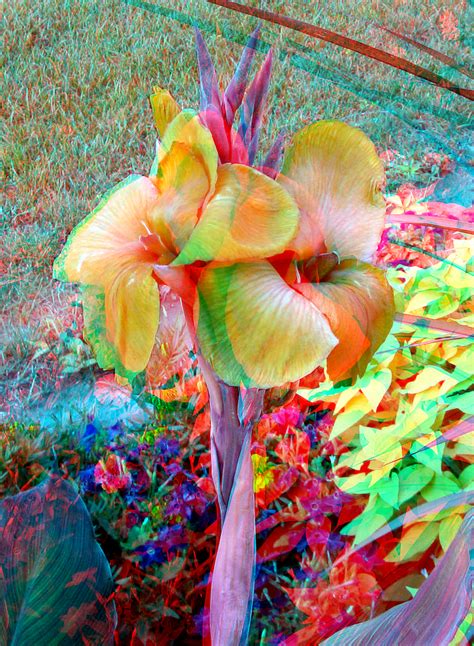 3d 07 22 08 0036a Flowers View With 3d Redcyan Glasses S Flickr