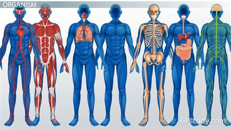 Levels Of Organization Organ Systems In The Human Body Lesson
