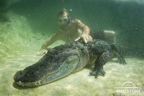 Mac Stone Photography Blog Swimming With Alligators