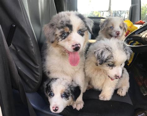 australian shepherd puppies for adoption nsw how much do australian shepherds cost 4 reasons