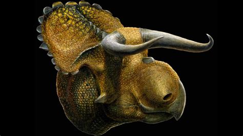 New Species Of Horned Dinosaur Discovered In Utah