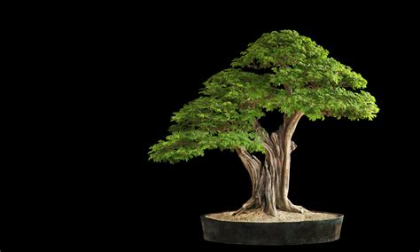 Couvelier pavilion, horticulture centre of the pacific, 505 quayle rd, victoria, bc v9e 2j7. Calendar 2020 - Vancouver Island Bonsai Society