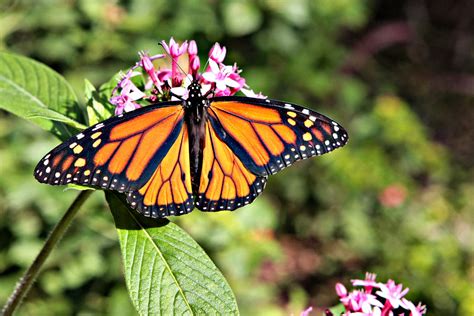 Img9527 Male Monarch Butterfly Zilker Park Botanical Ga Flickr