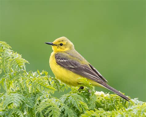 Cambridgeshire Bird Club Gallery Yellow Wagtail