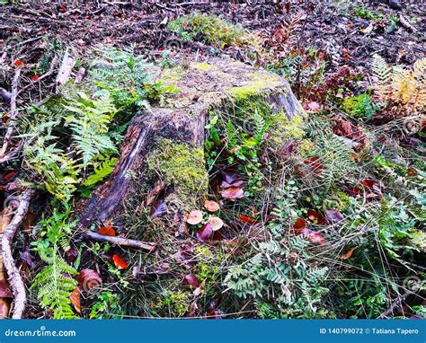 Old Stump Overgrown With Moss In The Forest In Early Autumn Stock Photo